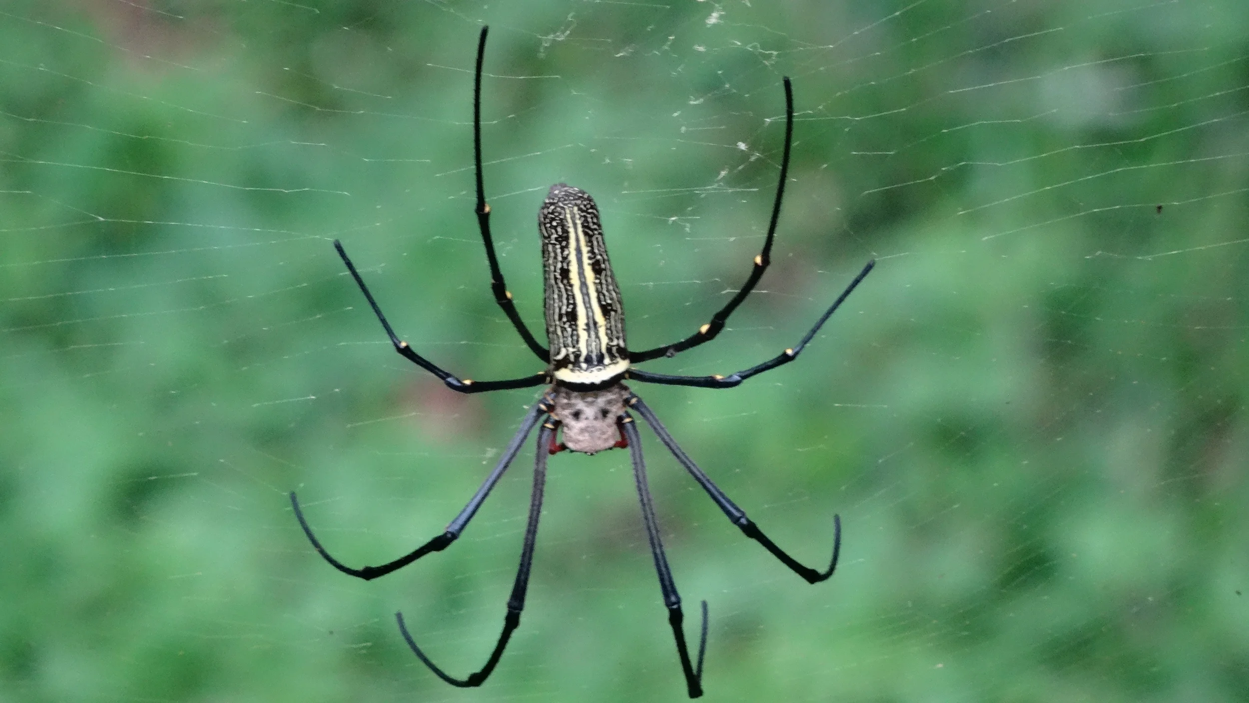 My next door neighbor at Jungle Huts Resort in Khao Sok. I took this picture from 25 feet away and used all of my 30x zoom. 