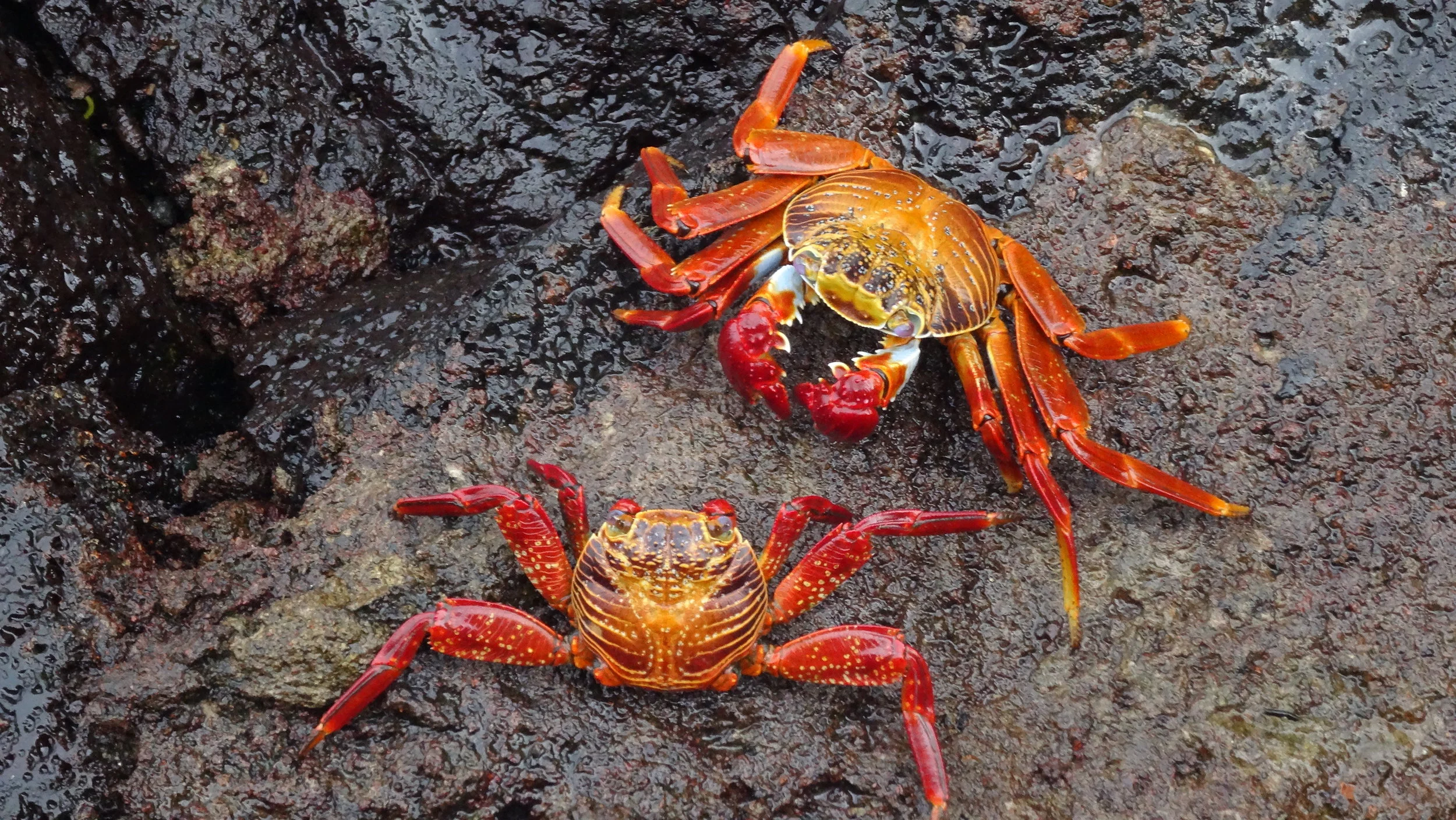 Red Rock Crab (Galápagos)