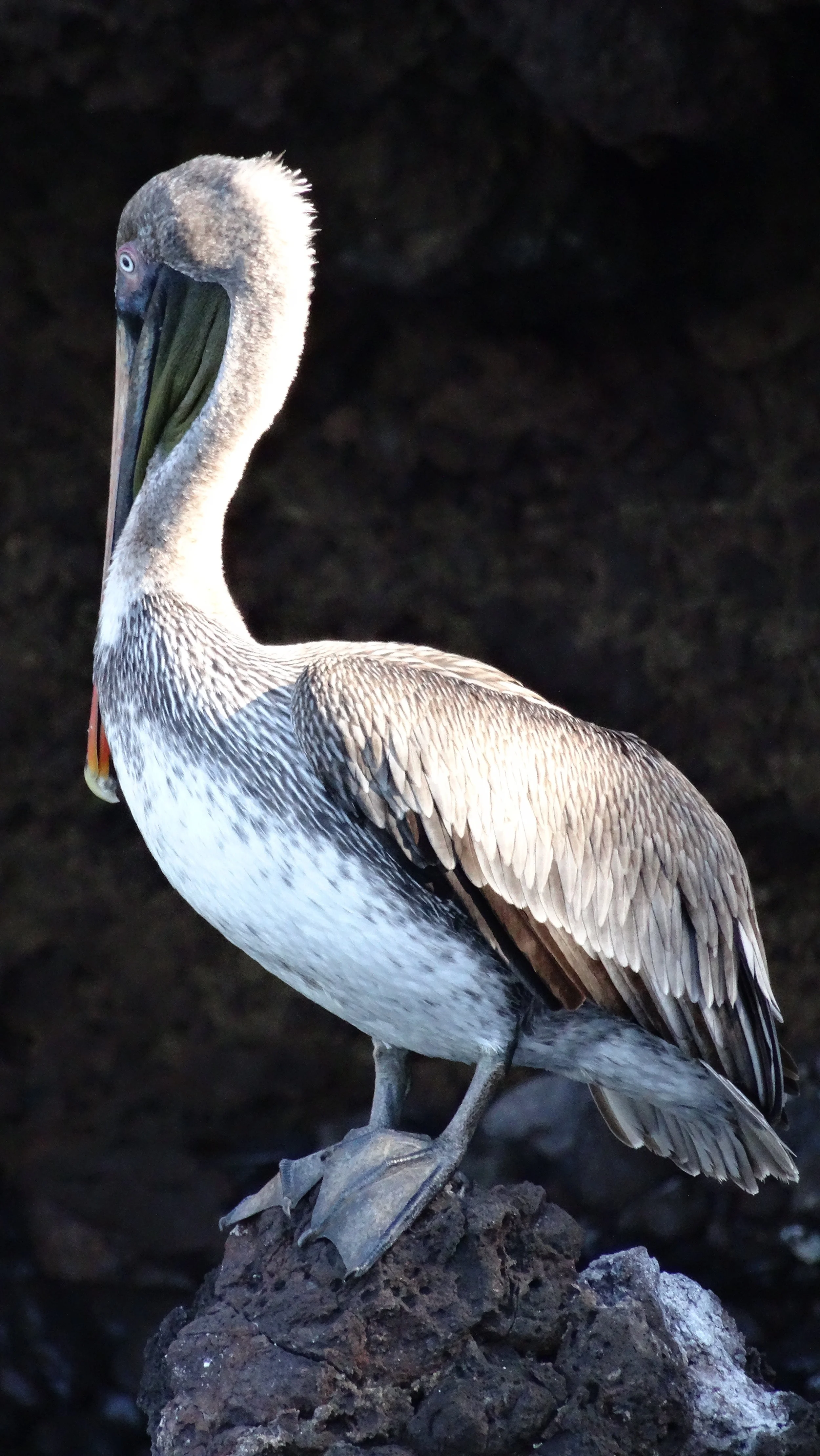 Blue Footed Booby (Galápagos) 