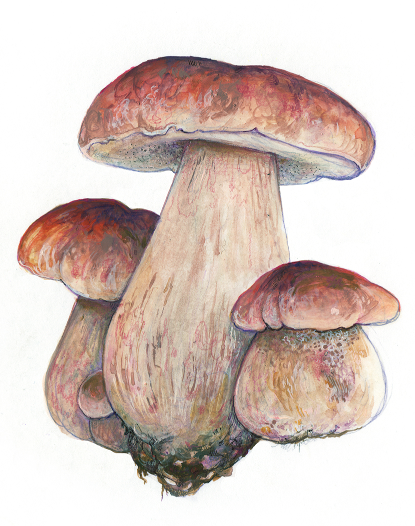 King Bolete