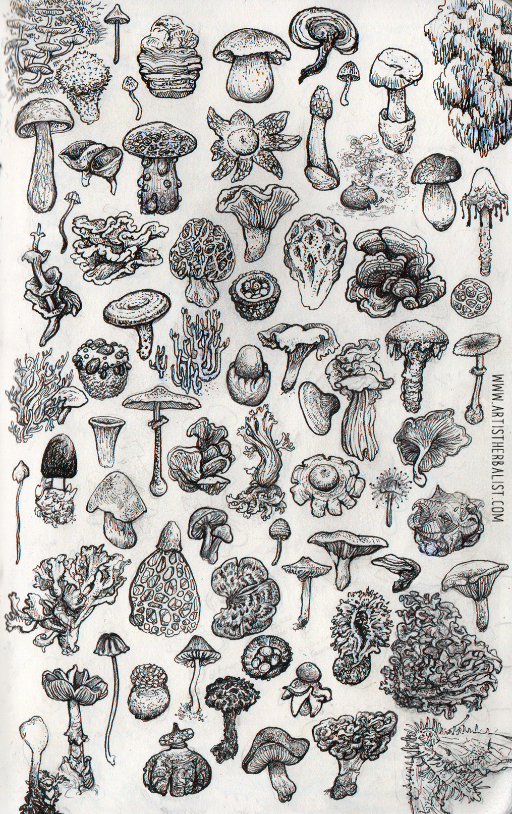 Fungal Diversity 2