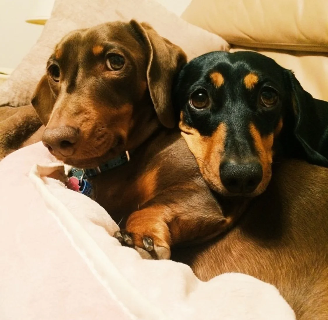 widget-lulu-dachshunds.jpeg