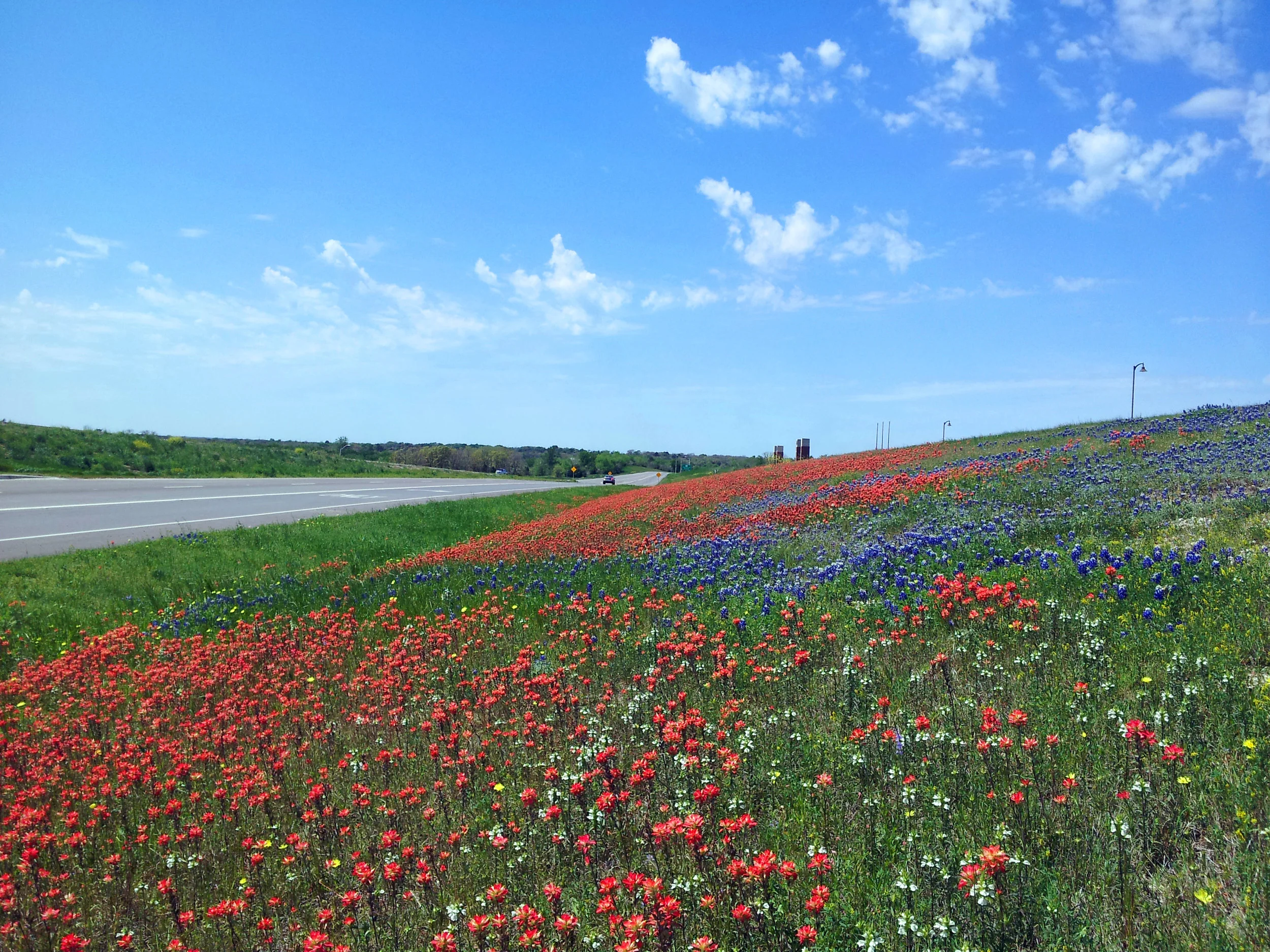 Red, White, Blue Forever, photo by Dr. Xin Wu.