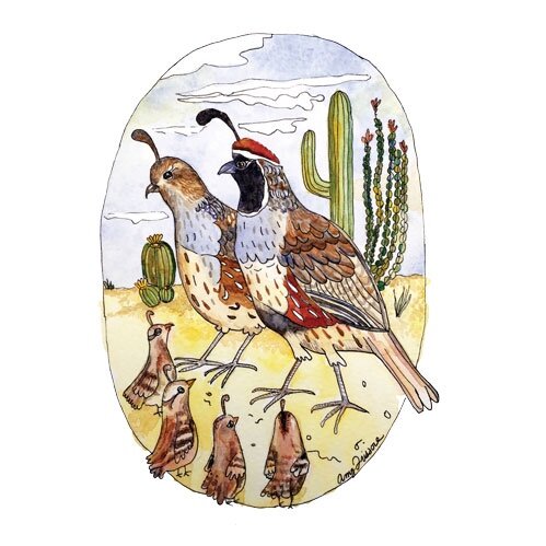 Quail.jpg