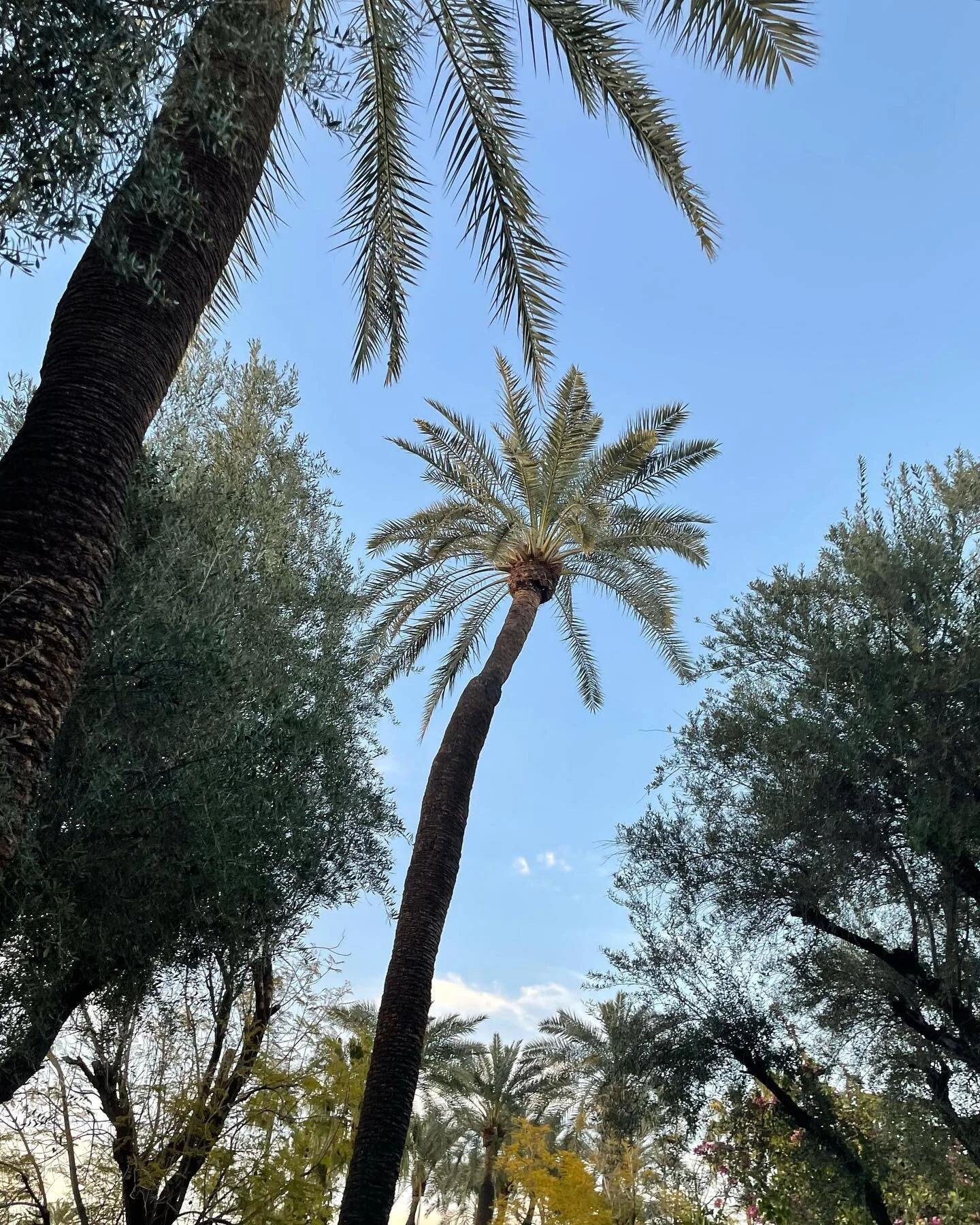 Did you know palms are trending?  Back in AZ where my soul feels more sunny. ☀️