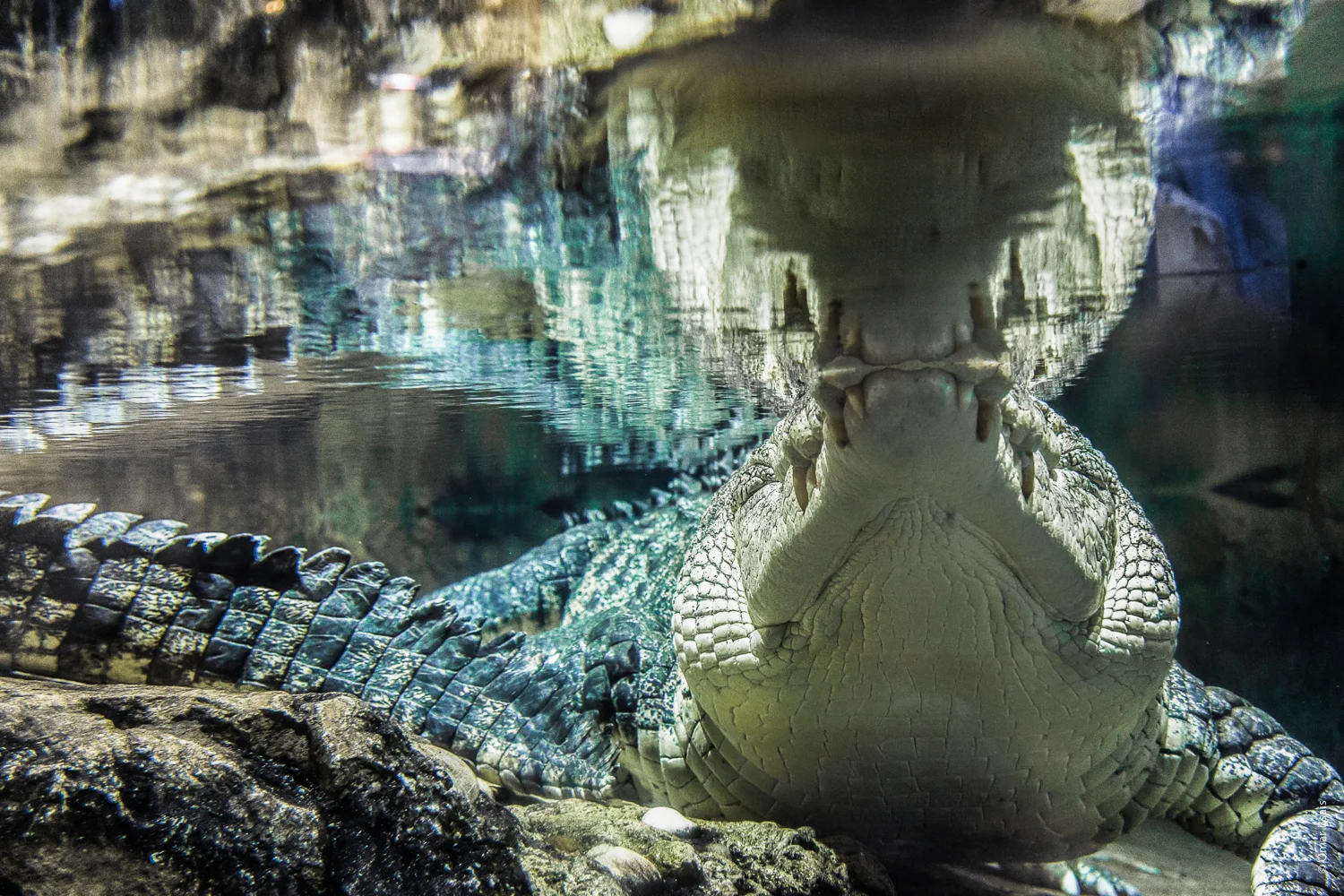 IMG_1567-Modifier 2.jpg