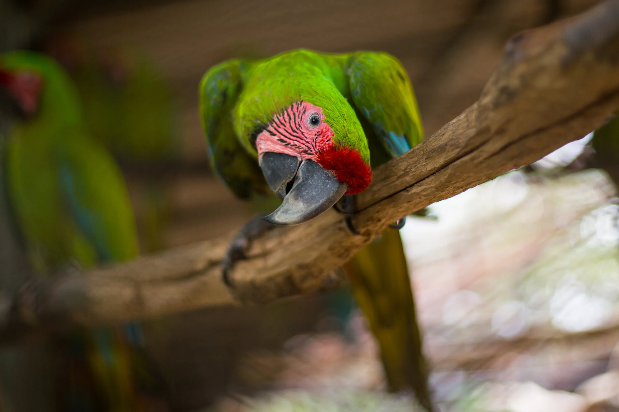 Photo Credit: Matt Terrey