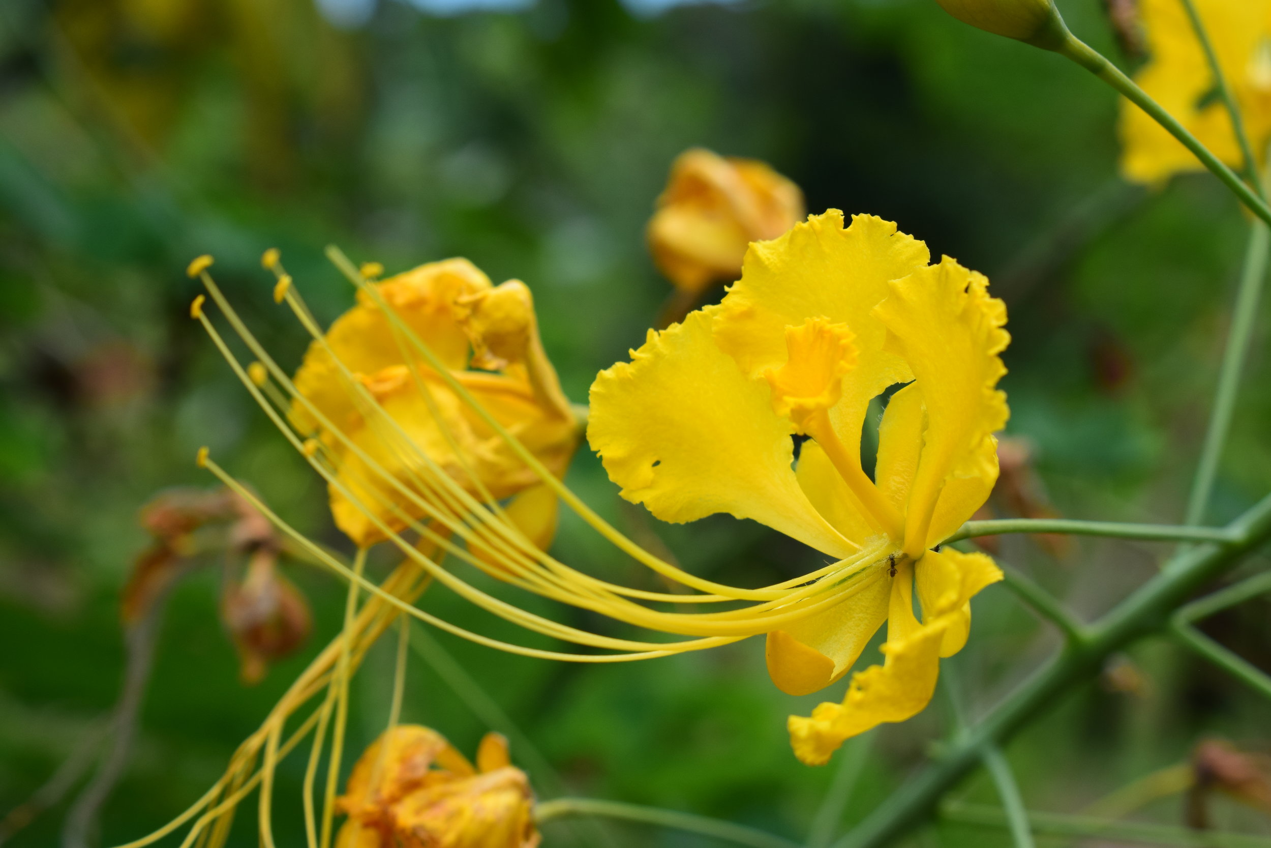  Beautiful flowers on the grounds of the center 