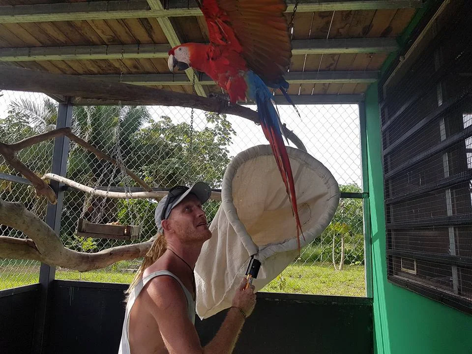 Chris catching a macaw for treatment