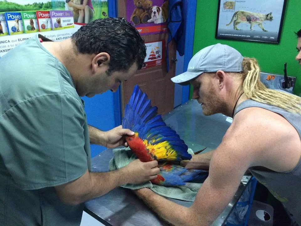 A Scarlet Macaw being examined by the vet with Chris