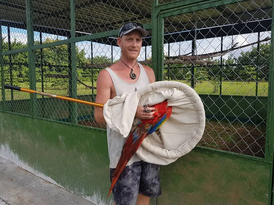 Chris arriving with an injured Scarlet Macaw