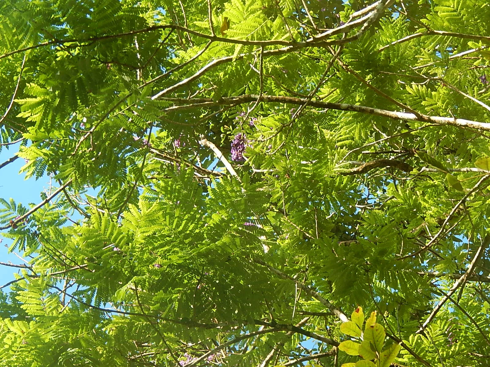  Lorito tree at the farm 