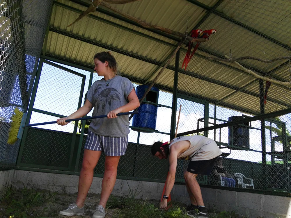 Volunteers helping to clean the aviaries