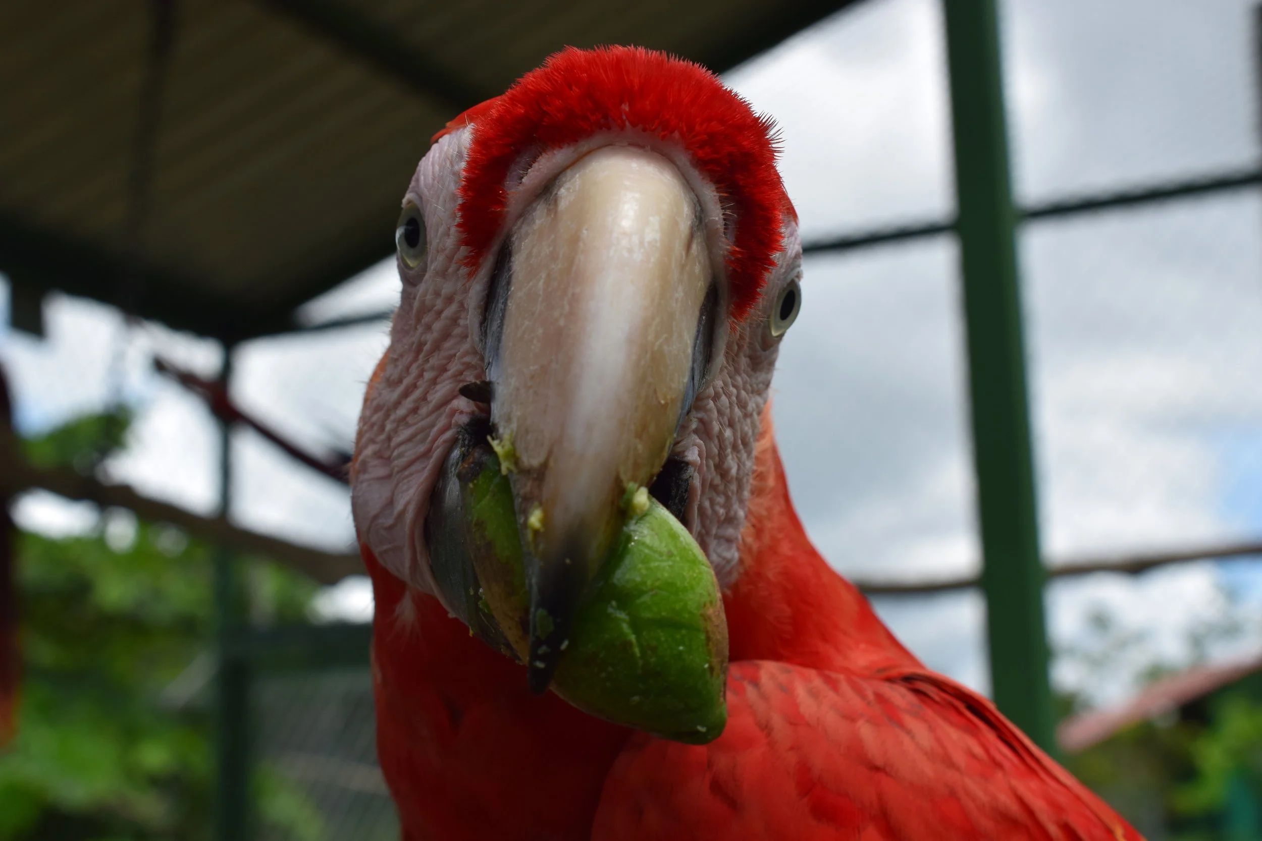 Macaw with an almond 