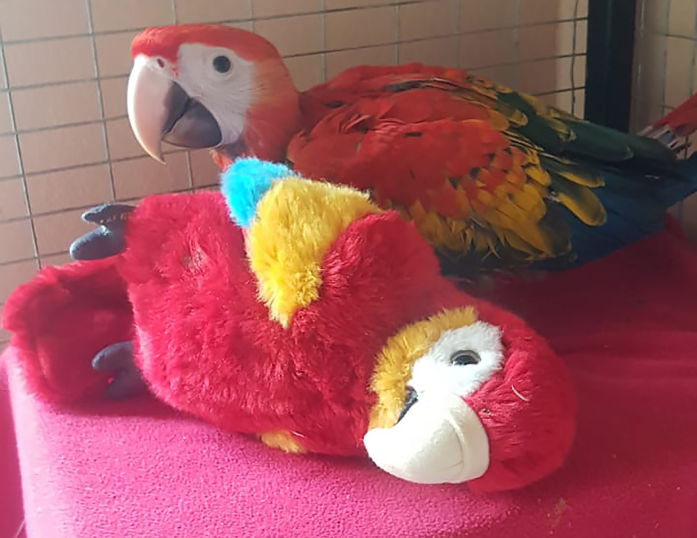 Mila June 25 2019.jpg