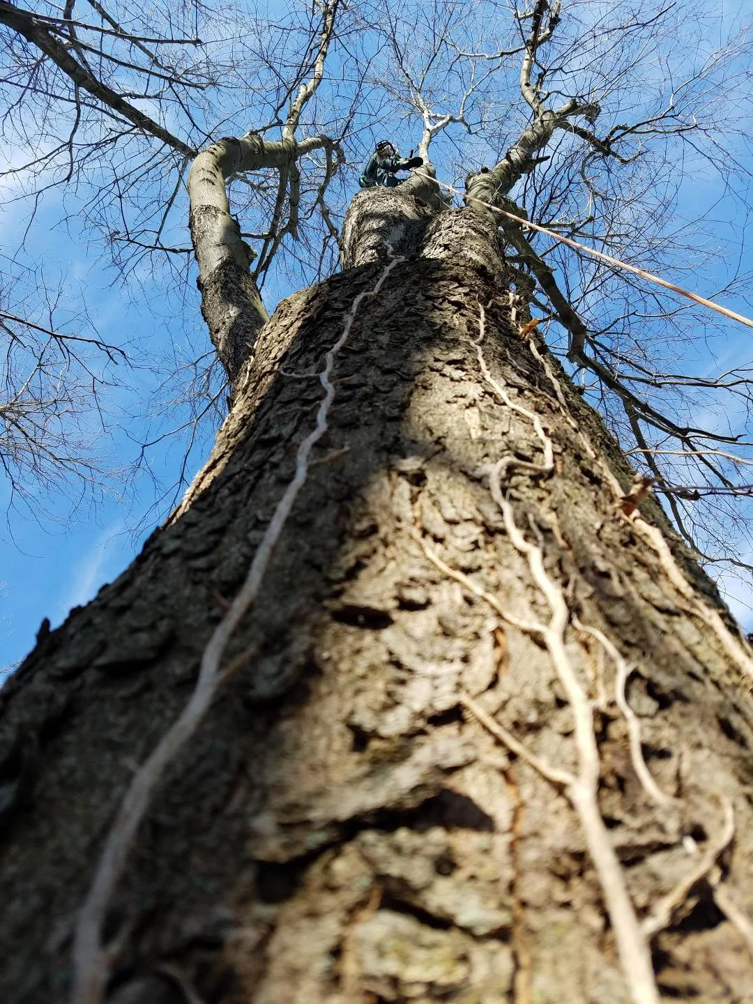 derek_tree1.jpg