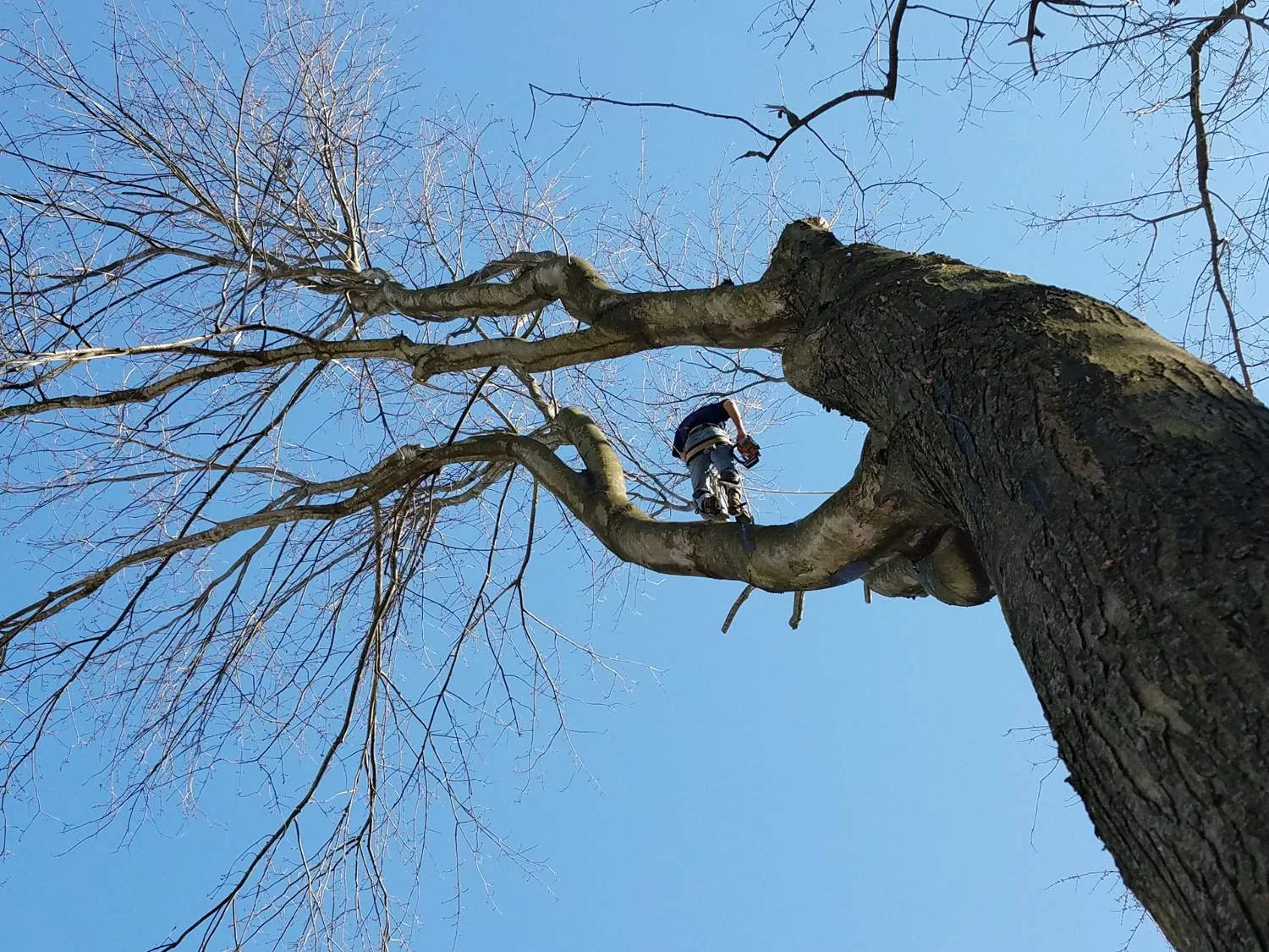 steve_tree1.jpg