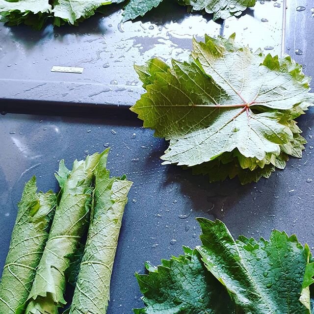Trimmed our grape vine as well as L's in the village. Brining these leaves in preparation for that special occasion...
#vineleaves
#stuffedvineleaves 
#dolmas
#grapevine
#1monthtogo