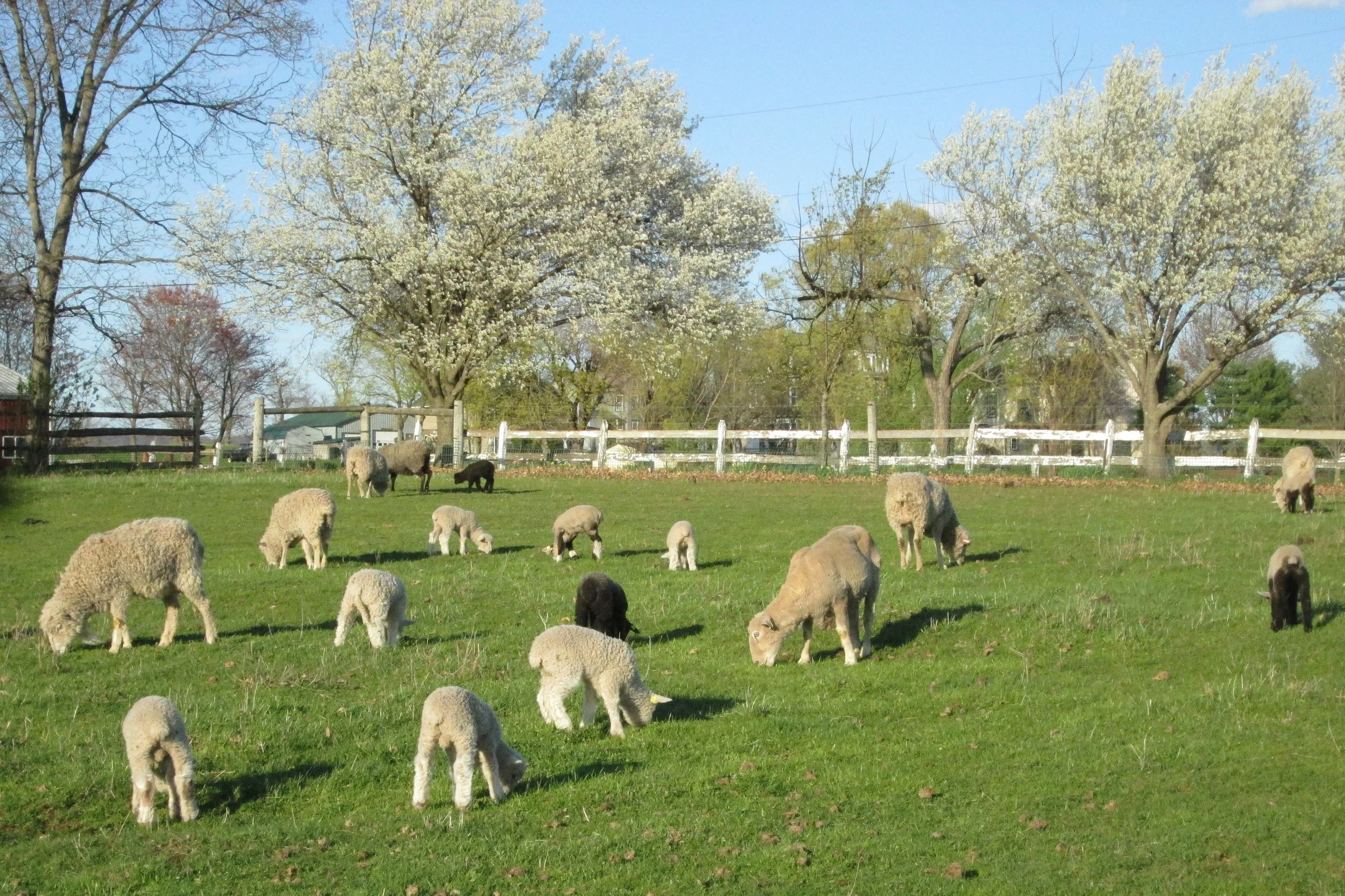  Ewes and lambs on spring pasture