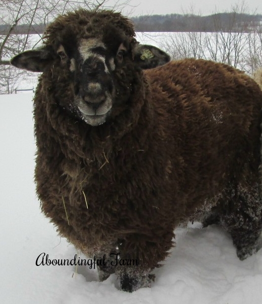  Tank - CVM Romeldale ram 