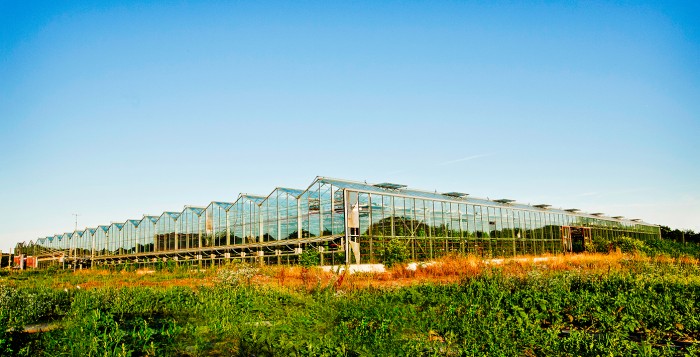 Thimble Farm
