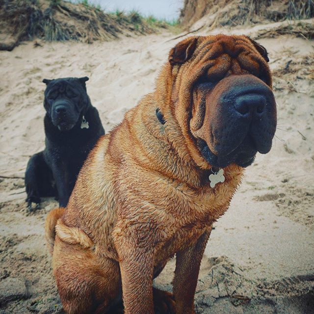 Met these two fine gentlemen on the beach. #puremichigan #dogsofinstagram