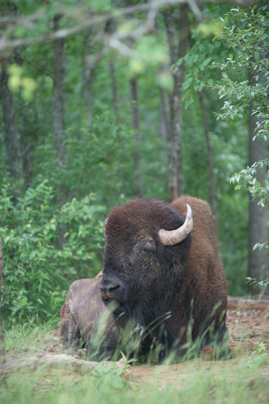 This guy was slow and steady, he sat calmly while we whispered. In the car with the windows ready to roll up and foot on the gas. He was HUGE.