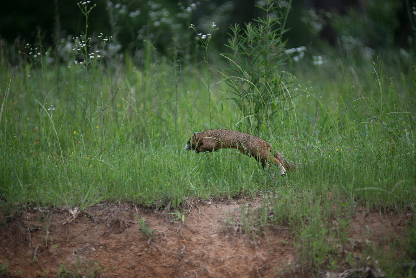 This little guy was sitting up then took off when we "oohed" and "aahed" about how cute he was … humble, indeed.