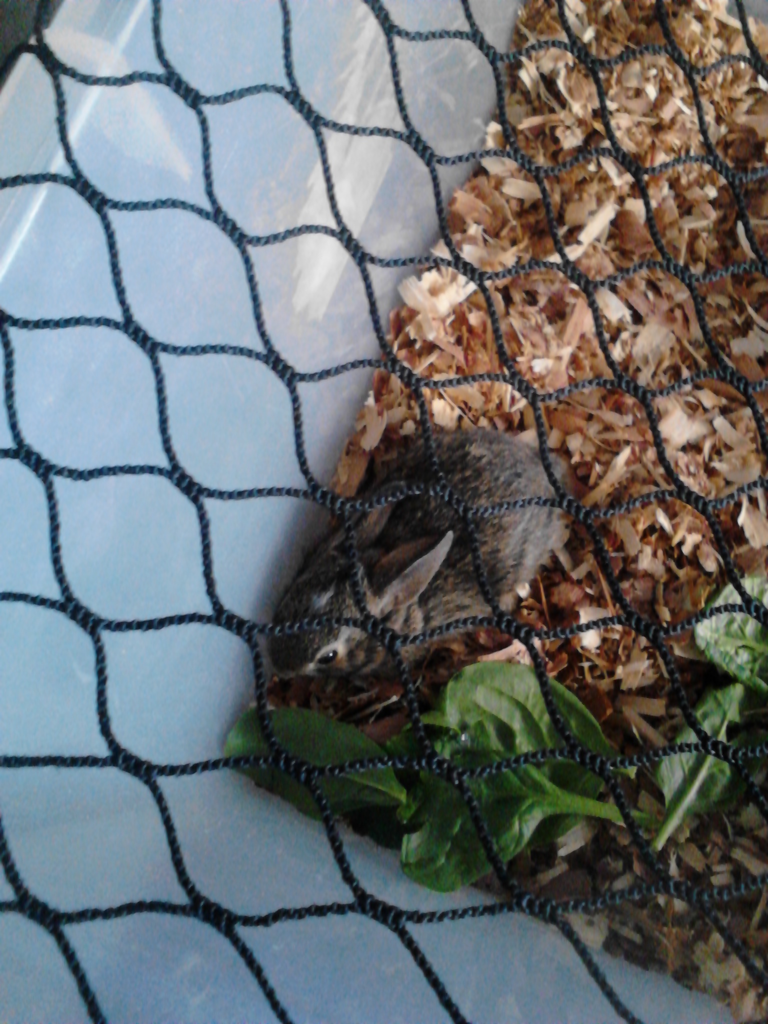 We spared a baby bunny from the dogs, but the bunny is now probably having bunnies of its own. Delete. (And just for the record, I had THREE of these images... )