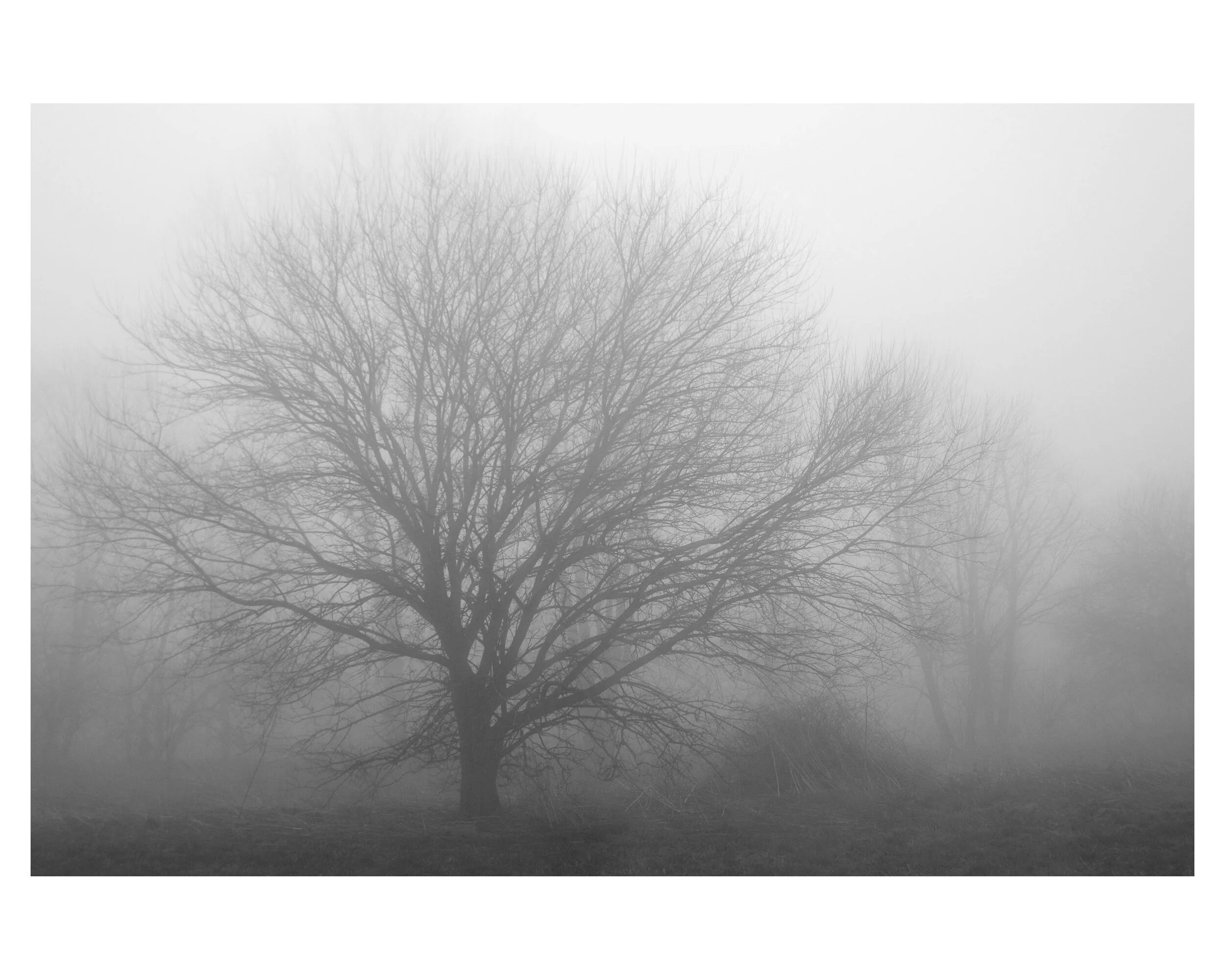 @MelissaMannBean2021FogTree.jpg