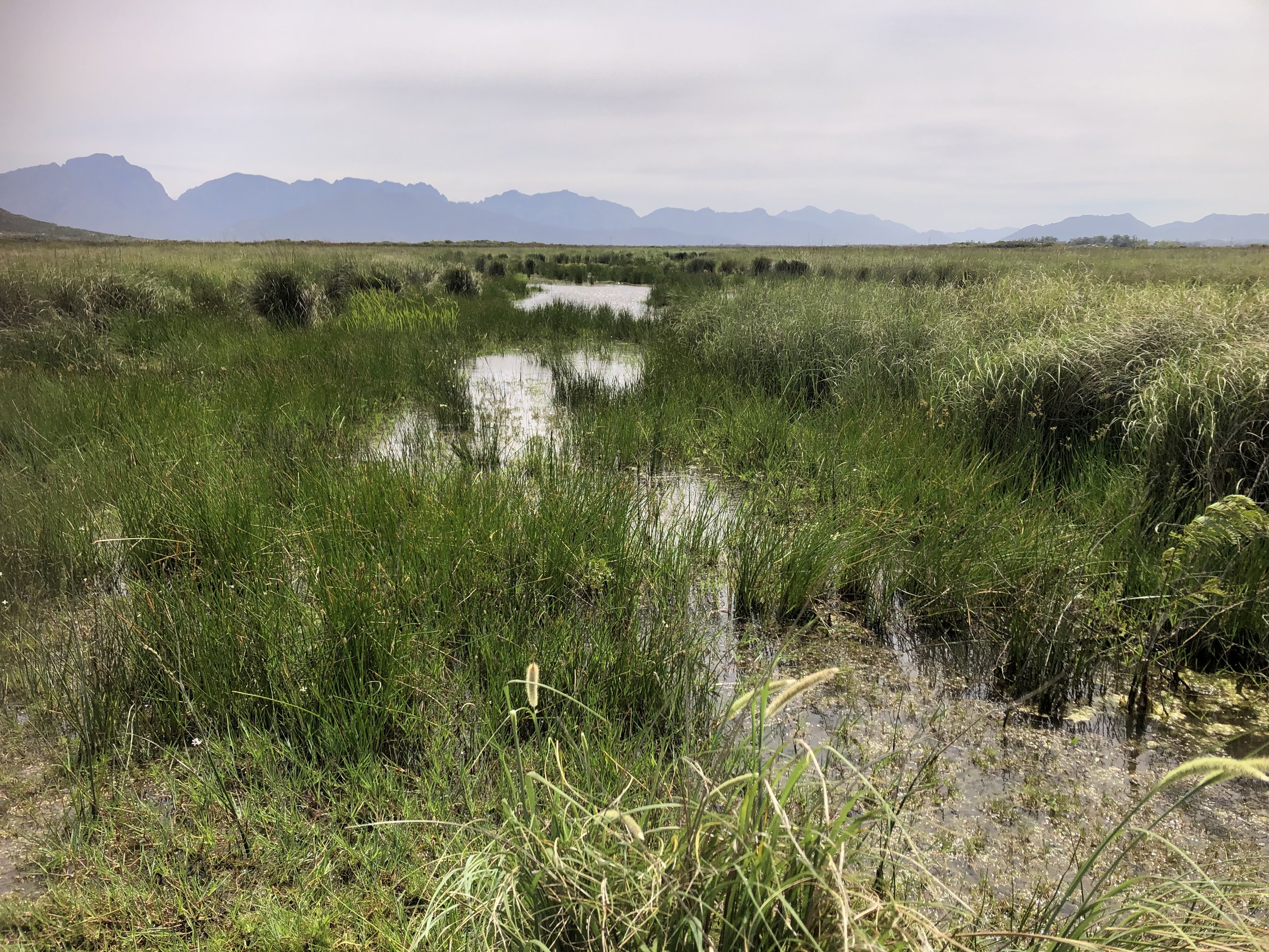 Nature shows flexible responses to water uncertainty due to climate change