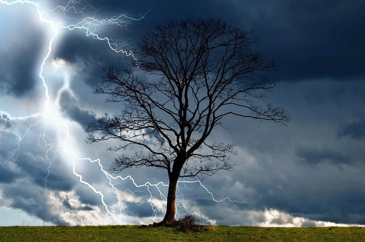 tree-g45bd7a0d1_1280.jpg