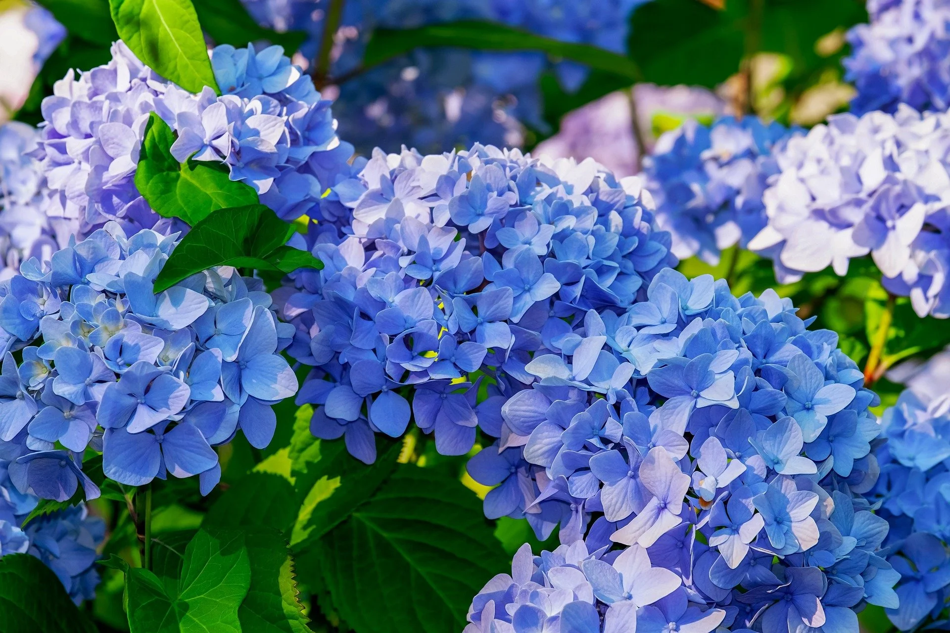 hydrangea-g2b7bbdfdc_1920.jpg