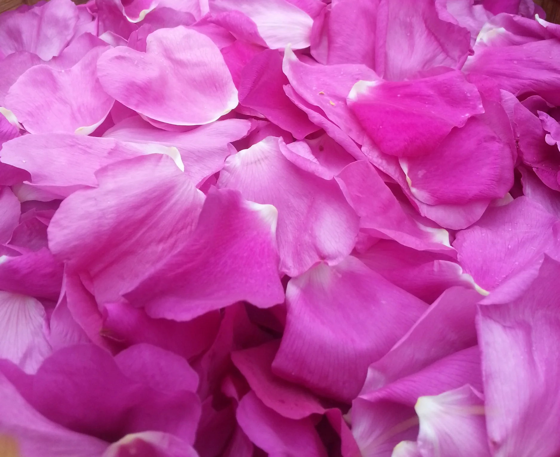 Rosa rugosa