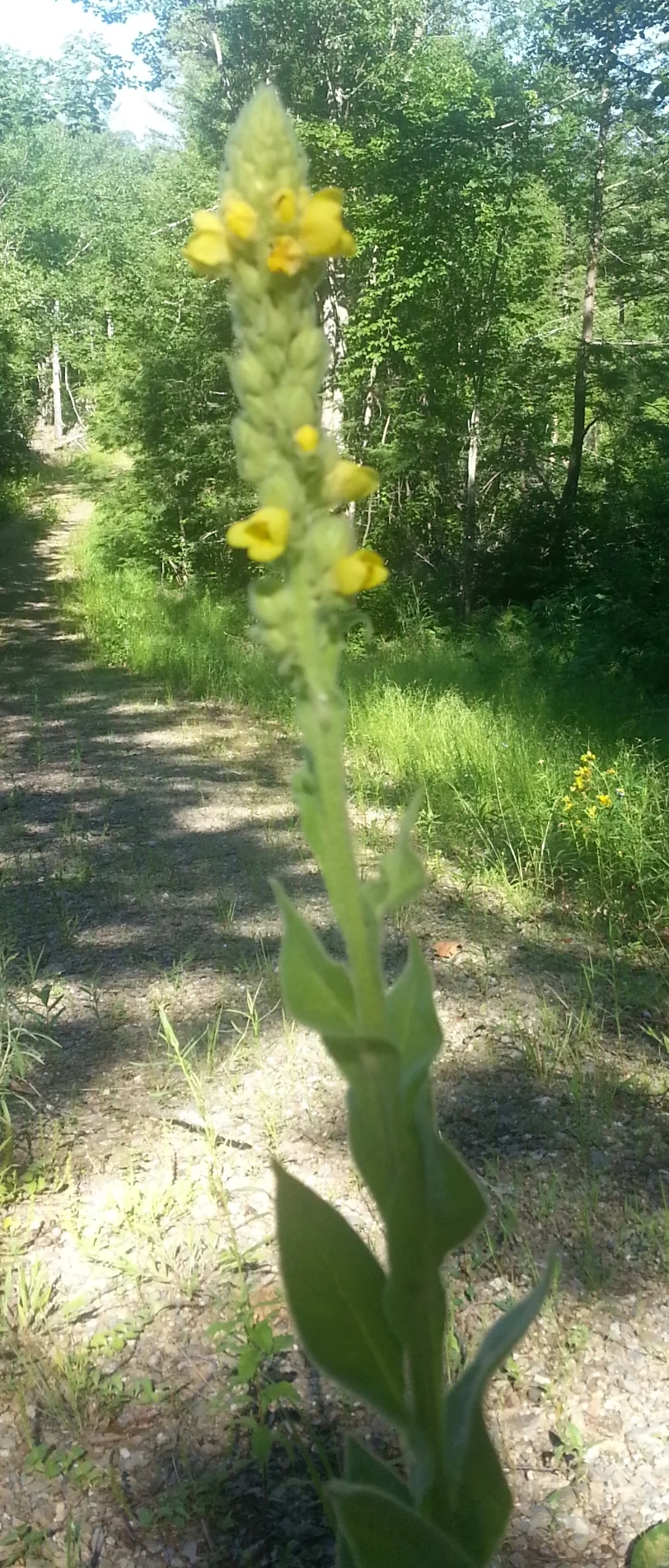 Verbascum thapsus