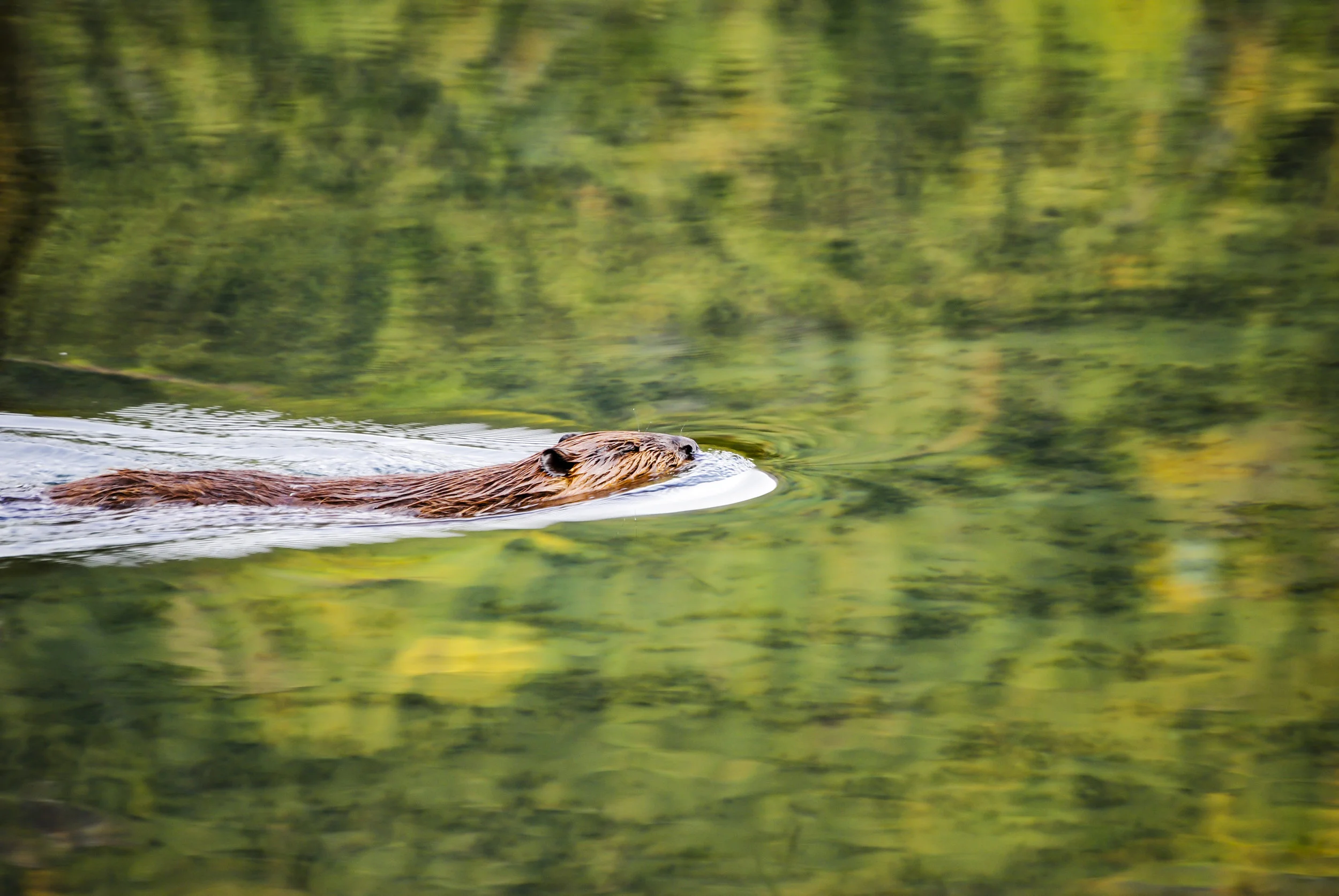 BeaverSwimming.jpg