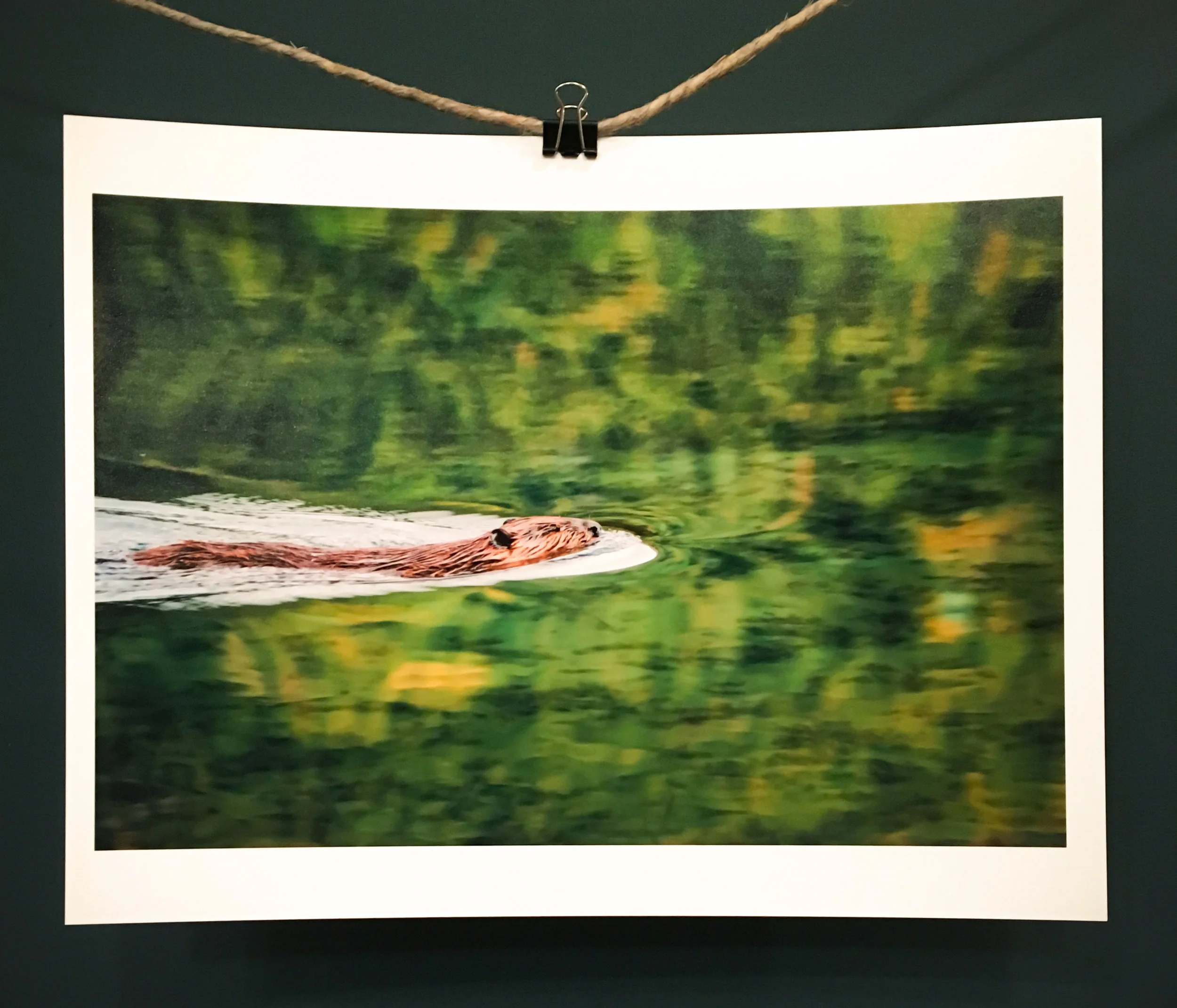 BeaverSwimming-Print.jpg