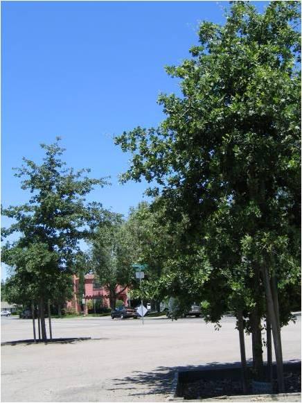 oak trees near university of the pacific