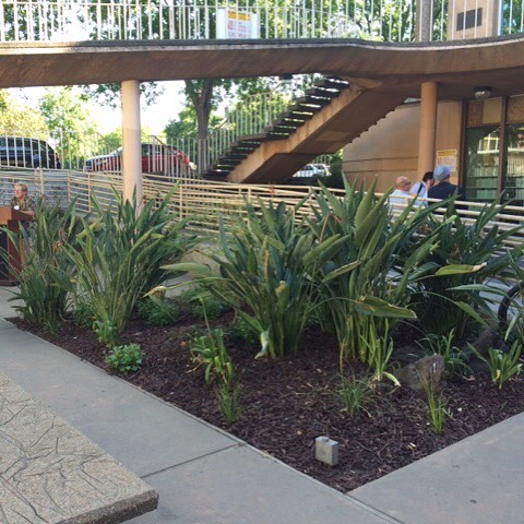 #stknbeautiful Cesar Chavez Library Landscape Beautification Complete. New design seeks to enhance the experience of visitors throughout the year as they walk through oasis-like environment in the refreshed sunken garden. Visit stocktonbeautiful.net 
