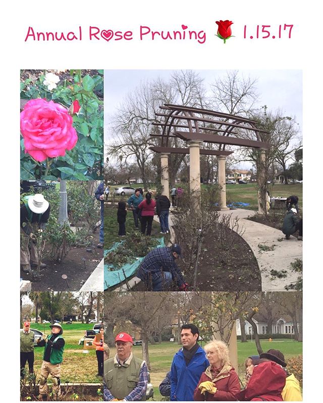 Join us on Sunday, 1.15.17 for our Annual Rose Pruning event at 9:00 am at the Gerry Dunlap Rose Garden, Victory Park