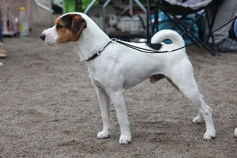 Tammenkolon Hubert "Puppe"