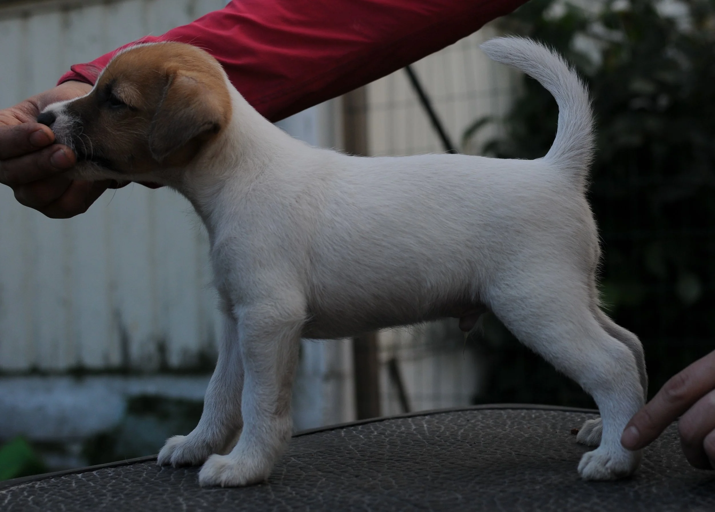 DSC_2331.jpg