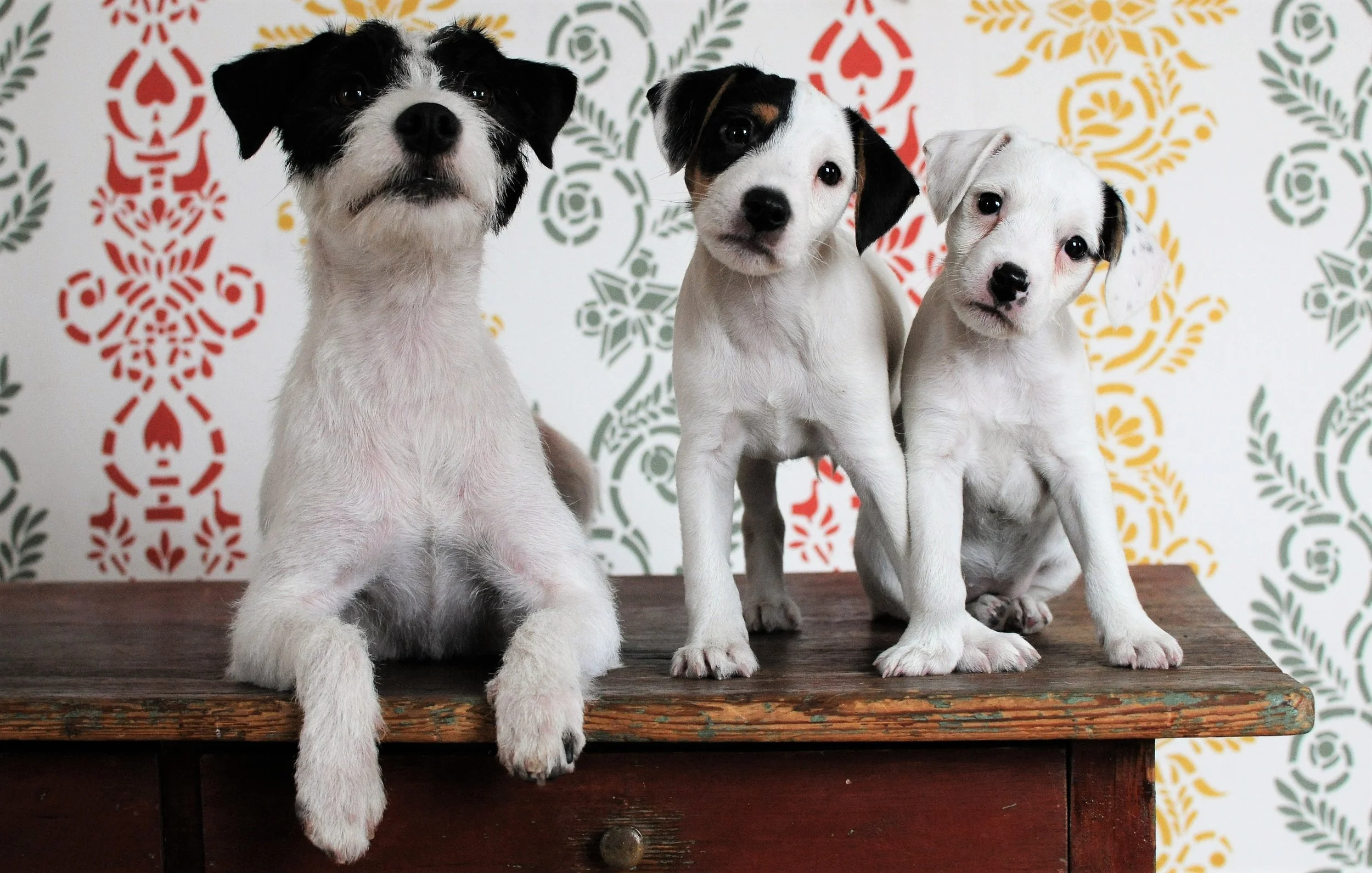 Tammenkolon Greta, Tammenkolon Pablo Escobar ja Tammenkolon Poison Ivy.