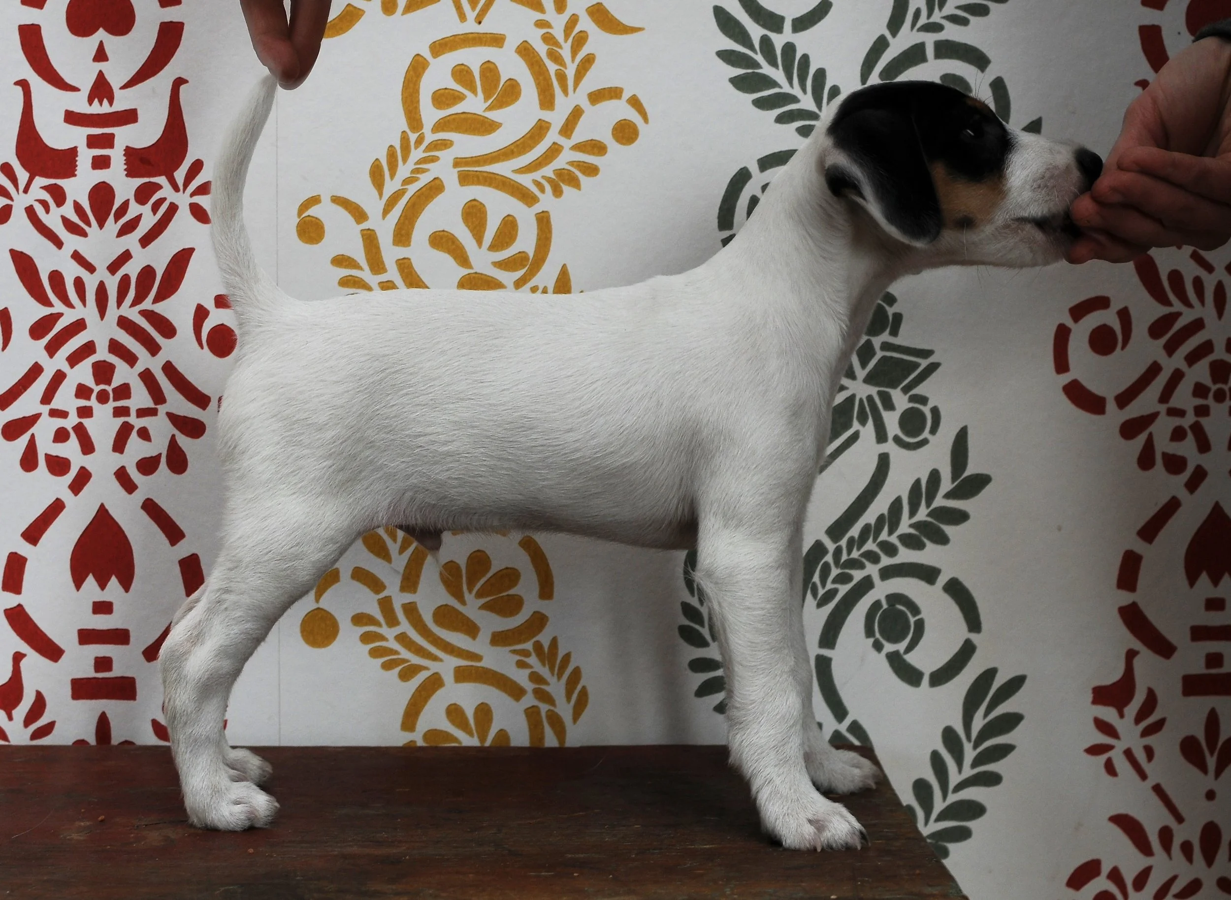 Tammenkolon Pablo Escobar