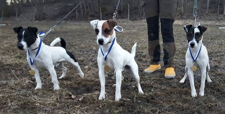 KVA-L Tammenkolon Epeli, KVA-L Bixit's MacAllan &amp; KVA-L Tammenkolon Igor