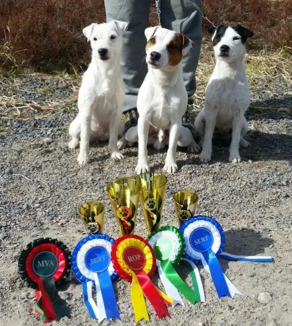 Tammenkolon Killer Queen, KVA-L Arley Beautiful Cold Hill &amp; KVA-M KVA-L F MVA Tammenkolon Eukko