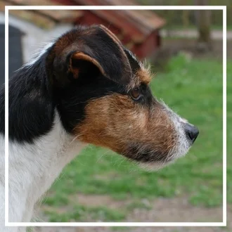 KVA-M, KVA-L Double Barrel´s Nutmeg "Megs" (steriloitu)