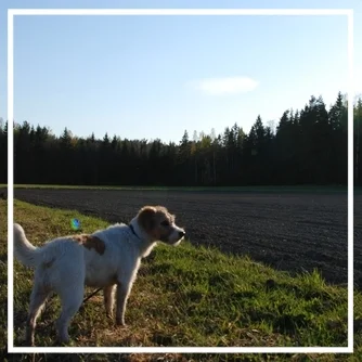 FI MVA KVA-M Carremumba´s Billabong "Ada" (steriloitu)