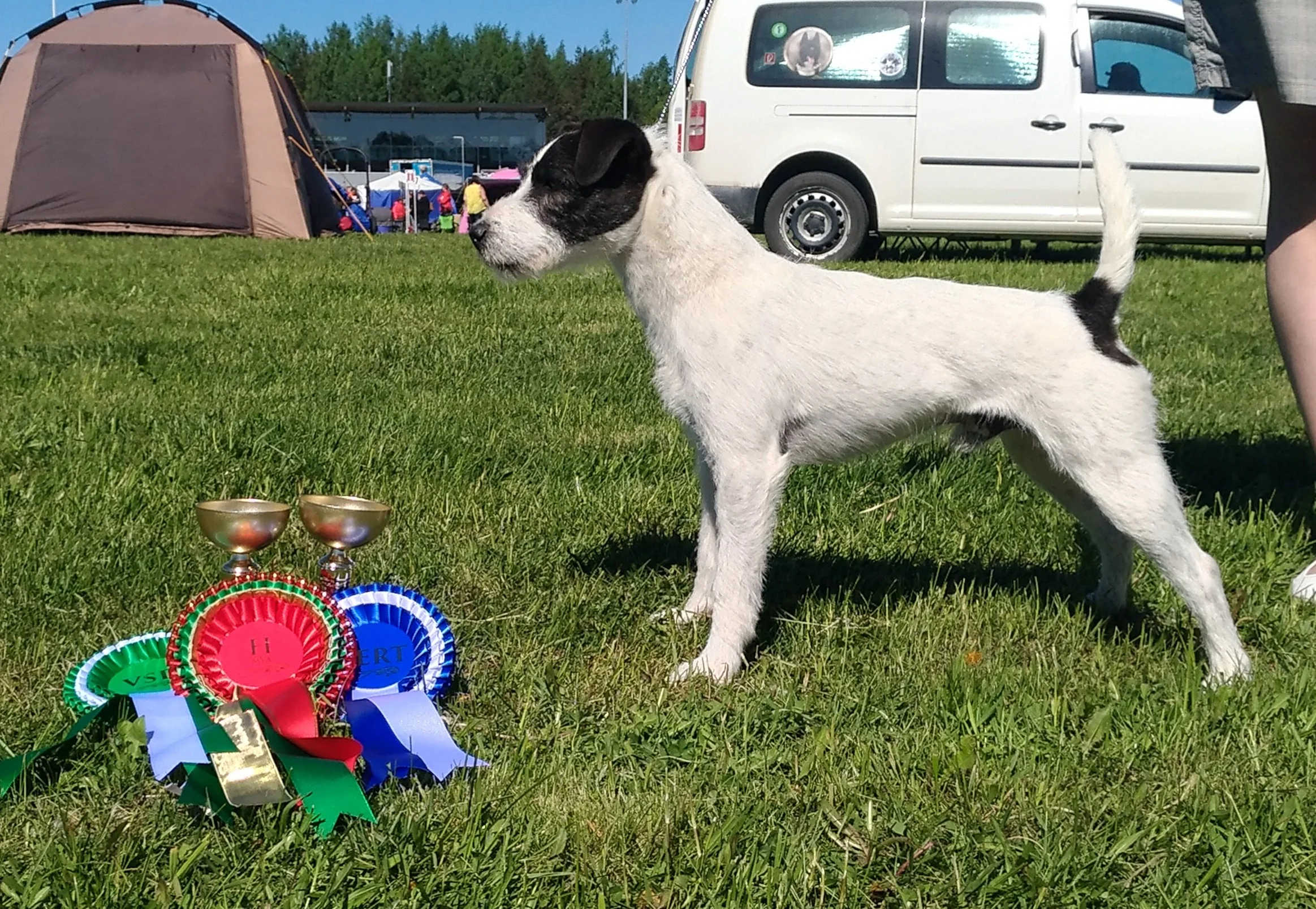 KVA-M KVA-L FI MVA Tammenkolon Colt