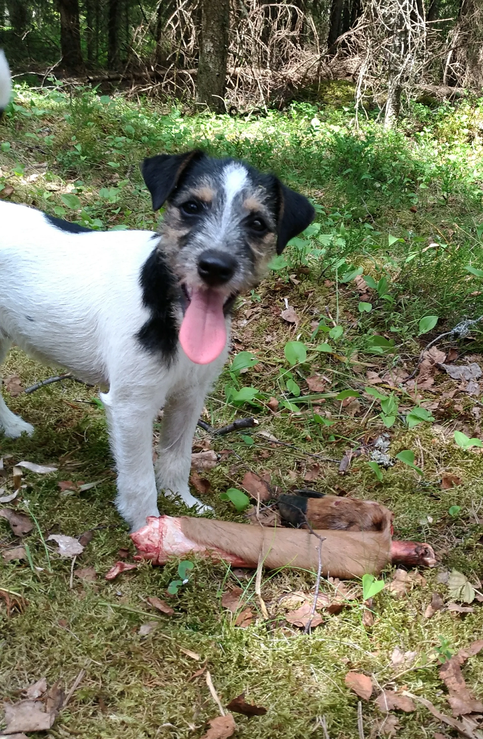 Tammenkolon Universe